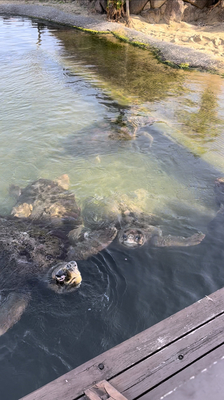 ウミガメの餌槍